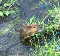 西高瀬川に現れたヌートリア